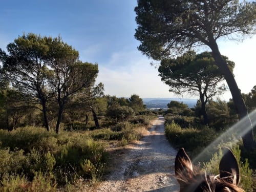 Route de terre du gîte Provence Km28 bordée de grands pins avec vue sur la vallée, Gordes