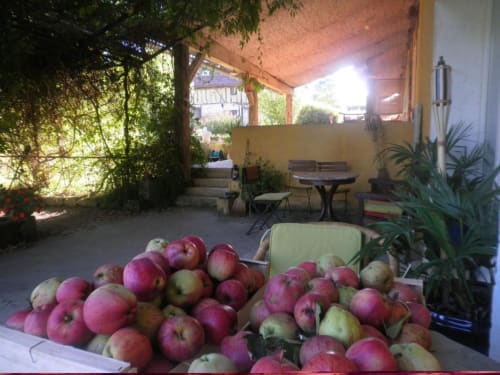 Harvesting apples from the garden | Domaine à Marmande | Gers