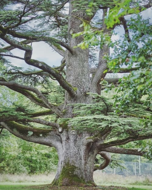 Majestic Cedar of Lebanon, remarkable tree of an exceptional gite and a charming guest house, 17100 Saintes Foncouverte, Charente-Maritime
