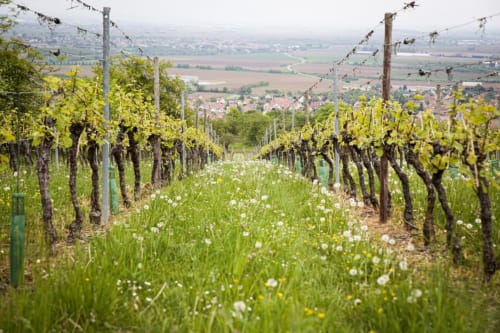 route des vins alsace - Gîtes et chambres d'hôtes Maison Ungerer Hunspach 