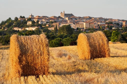 Nature, verger et vignes