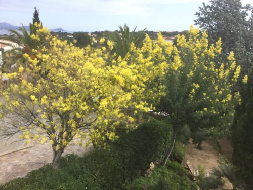Grand jardin - Studio - Location de vacances à Saint-Aygulf - Appartements - Villa Macoran - Côte d'Azur - Fréjus - Saint-raphaël