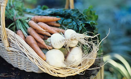 Paniers bio - Lion en Sullias | Ecogîtes la Maréchalerie et le Nichoir