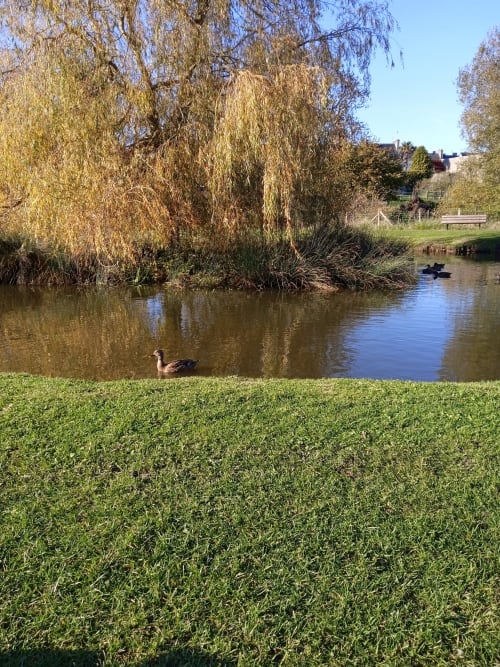 Canard sur la pelouse riverside avec saules pleureurs à Les Clématites en Cotentin, Saint-Floxel