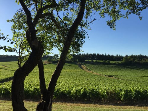 Ancient tree framing Burgundy vineyard landscape at Les Maisons de Chamirey in Mercurey, France