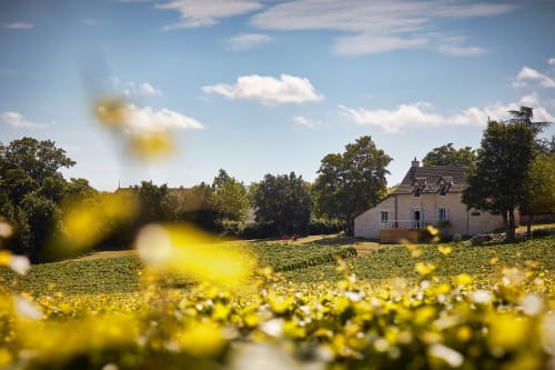 Charming stone cottage surrounded by sunflower fields at Les Maisons de Chamirey in Mercurey, France