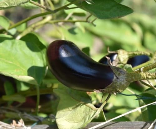 Location de vacances avec jardin - Corse | Location Lucciana