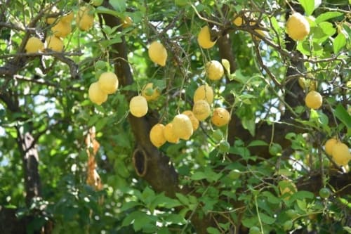 Location de vacances avec jardin - Haute Corse | Location Lucciana