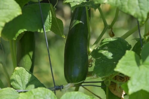 Location de vacances avec jardin - Bastia | Location Lucciana