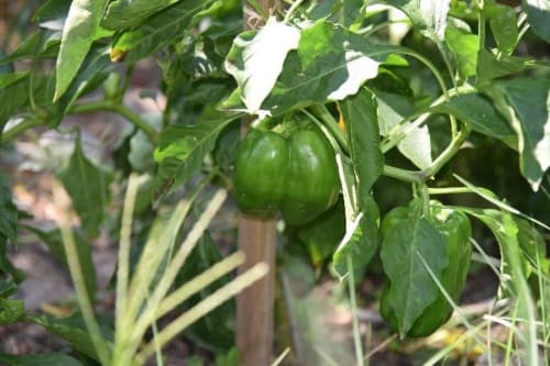 Location de vacances avec jardin - Lucciana | Location Lucciana