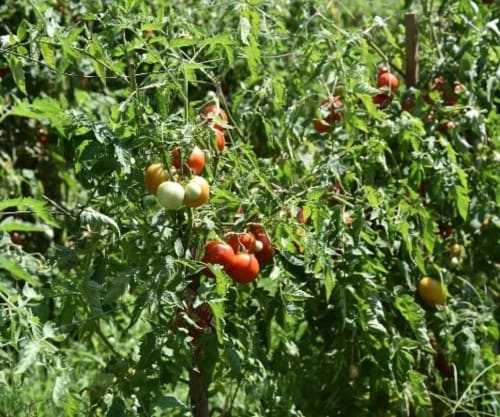 Location de vacances avec jardin - proche mer Corse | Location Lucciana