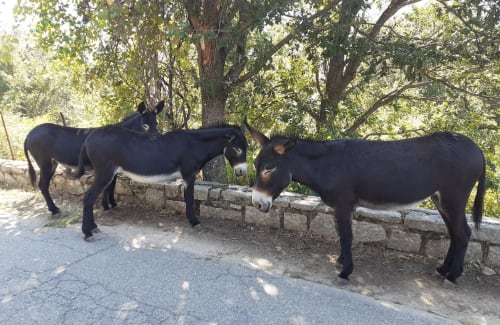 Location de vacances - Haute Corse | Location Lucciana
