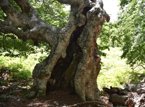 Location Lucciana - Corse