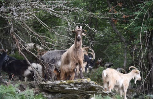 Faune de la Corse | Location Lucciana