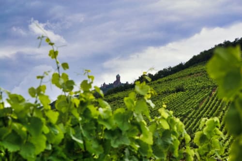 tour weinberg elsass - Gästehaus mit Charme - La Maison de Vacances - Nothalten

