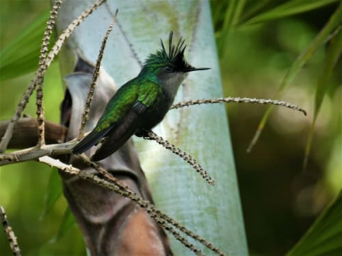 colibri |Esprit Caraibe