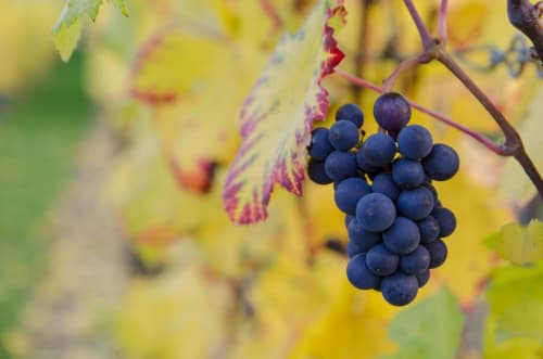 Vignobles de Bandol - Vin Provence - Séjour à Sanary-Sur-Mer - Villeneuve-lès-Avignon - Appartements Origan 