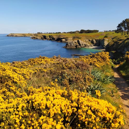 Ajoncs du mois d'Avril sur la côte Est - séjour randonnée à Belle île en mer - les maisons de Kerdavid'île
