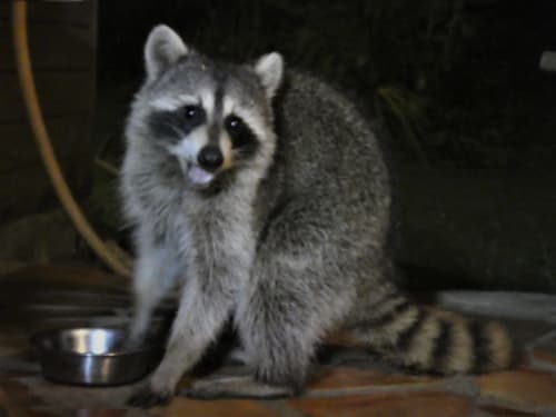 Racoon|Raton laveur|Esprit Caraibe