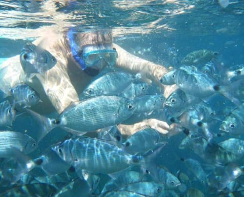 snorkelling corse - vacances corse - corse tourisme - Maison d'hôte Ajaccio - Perula di Machja - Alata Corse