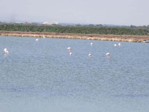 Les flaments roses en Camargue