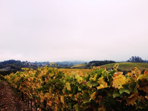 Vignes beaujolais - Les Picorettes - Chambres d'hôtes - Vacances à la campagne - Proche de Lyon 
