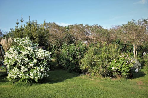 Photo du jardin avec arbuste et arbres - Gîtes le Pimayon
