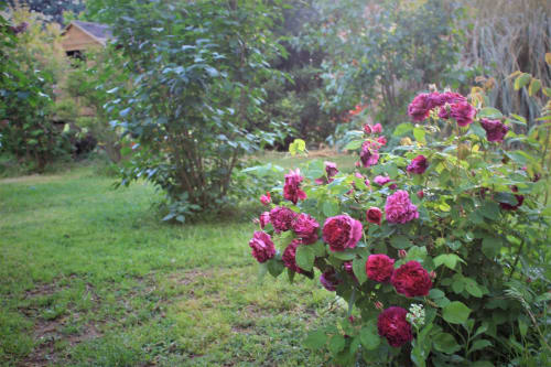 Photo d'un rosier de couleur rose situé dans le jardin - Gîtes le Pimayon