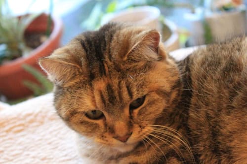 Photo du chat Miley - Gîtes le Pimayon