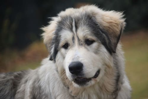 Photo du chien Neige - Gîtes le Pimayon