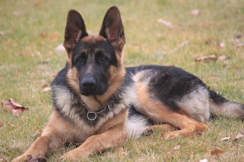 Photo du chien Nixon - Gîtes le Pimayon