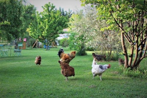 Photo des poules - Gîtes le Pimayon