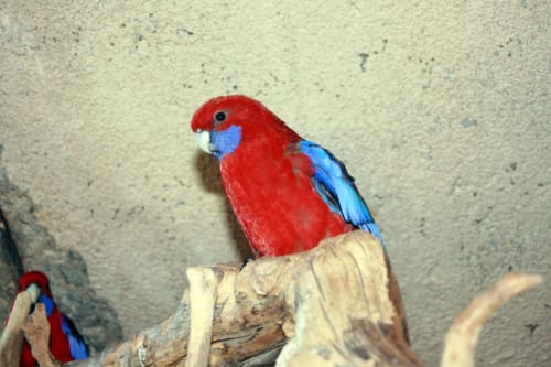 Photo d'un oiseau bleu et rouge - Gîtes le Pimayon