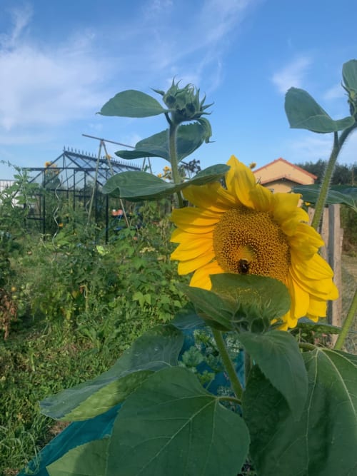 tournesol
