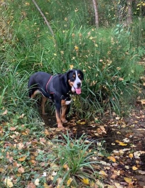 Chien tricolore sur un sentier forestier à Le Pignié, gîte de Lescure-d'Albigeois