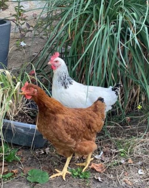 Deux poules dans le jardin du gîte Le Pignié à Lescure-d'Albigeois, France