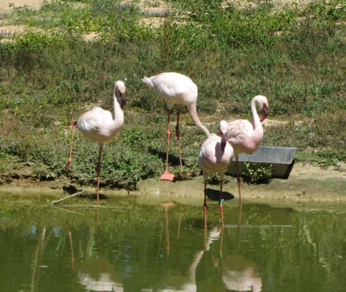 Visiter les Dombes - Parc aux oiseaux