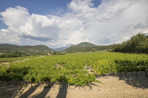 Vignes au pied du Ventoux en Drôme provençale