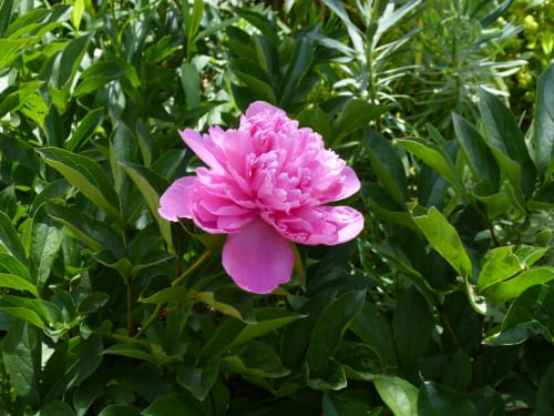 Leuchtend rosa blühende Pfingstrose im Garten der Villa Thébaïde in Laudun L'Ardoise