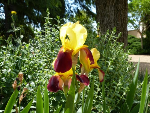 Gelbe und burgunderrote Schwertlilien blühen im Garten der Villa Thébaïde, Laudun-l'Ardoise