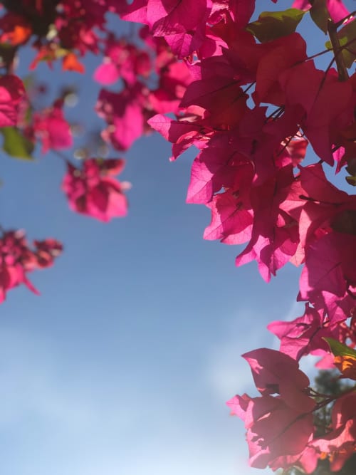 Bougainvillier - Gîtes des Orgues de la Sybille - Ille-sur-Têt - Pyrénées Orientales