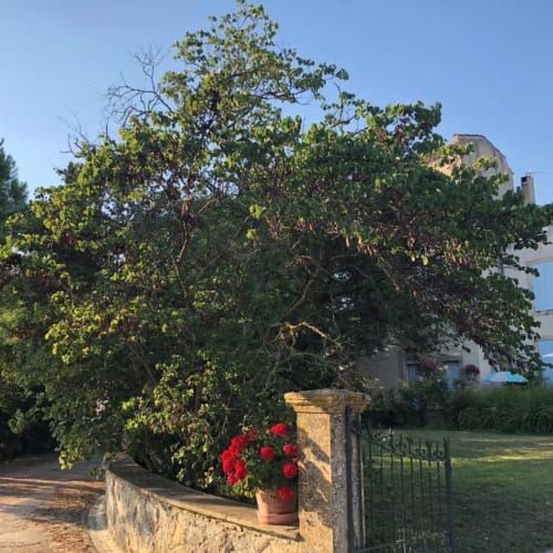 Domaine de la Forçate - Villesiscle - Aude - Occitanie - France