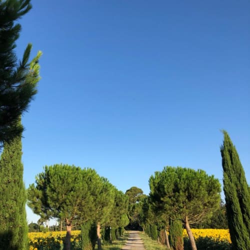 Allee die zum Landgut führt - Domaine de la Forçate - Villesiscle - Aude - Occitanie - France