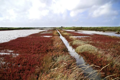 Visiter les Marais Salants | Domaine de la Briandais