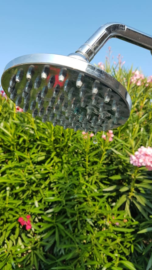 Chrombrausekopf mit Wassertropfen über rosafarbenen Blumen in der Villa Thébaïde in Laudun L'Ardoise
