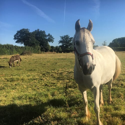 White horse with halter grazing in pastoral meadow at Manoir de la Nogrie, Val d'Izé, France