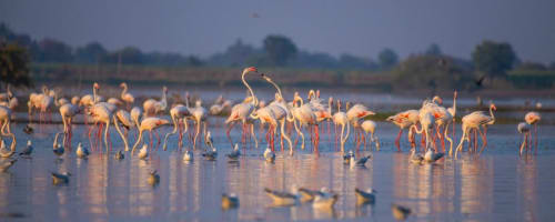 Les flamants roses migrent en Tunisie pendant l'hiver