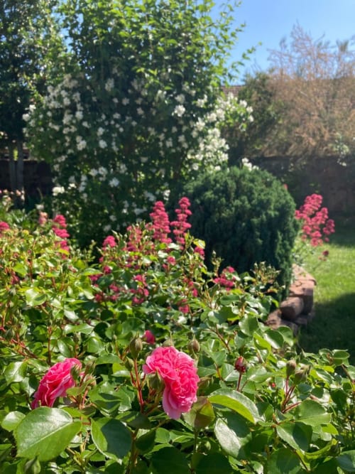Blooming pink roses and white flowers in Le Clos d'Azel garden, Alsace, France