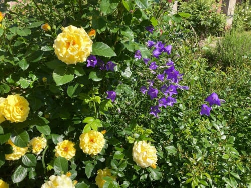 Vibrant garden with yellow roses and purple flowers at Le Clos d'Azel bed and breakfast in Alsace, France