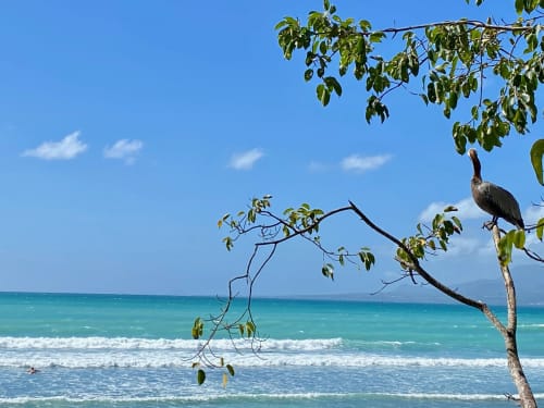 Plage tropicale aux Villas aux Antilles à Saint-François avec eaux turquoise, sable blanc, branches d'arbres et un oiseau